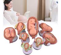 8 Pc Human Embryo & Fetus Development Model, Stages of Pregnancy Anatomy with Removable Parts, for Doctors, Nurses, Medical Education