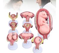 8 Pcs Embryonic Development Model Set, Removable Pregnancy Anatomy Model, January-July Fetal Proces Embryo Model, Obstetrics Teaching Tools for Study and Teaching Display