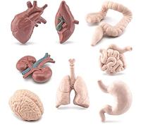 8 Pcs Human Model Mini Body Parts Realistic Brain Heart Lung Liver Stomach Intestine Kidney Figure Anatomy Model