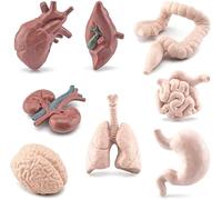 8 Pcs Human Model Mini Body Parts Realistic Brain Heart Lung Liver Stomach Intestine Kidney Figure Anatomy ModelUseful and Attractive