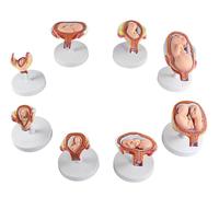 8 PCS Removable Human Anatomical Embryonic Development Nurse Study Human Fetal Development Model Human Pregnancy Development Process Model