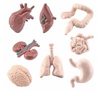 8-Piece Halloween Human Organ Anatomy Set - Creepy Realistic Body Part Models for Science Learning, Mad Doctor Cosplay & Spooky Classroom Decor