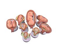 8-Piece Human Embryonic Development Model Set | Human Pregnancy Stages Detachable Anatomy Model,7 Stage Fetal Growth Visual Aid for OB/GYN Training Research Practice Exercise