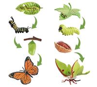 8-Piece Plastic Animal Figures for Hands-On Metamorphosis Observation, Butterfly Kits with Live Caterpillars, Educational Caterpillar to Butterfly Kit, Set for Classroom Biology Demonstrations