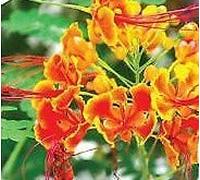 8 Seeds of Peacock Flower (Caesalpinia Pulcherrima)