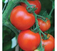 8 Seeds of Vegetable Tomato Akron F1 Hybrid