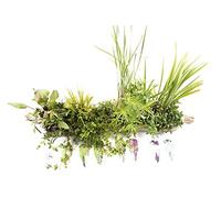 8 x Plant Hessian Kit - 1 Meter Compost Planter - Live Water Plant Aquatic Pond Lake Marginal (8 American Iris Kit)