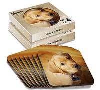 8 x Square Coasters - Adorable Yellow Labrador Dog Puppy Cork Backed MDF Glossy Tea Coffee Accessory #50036