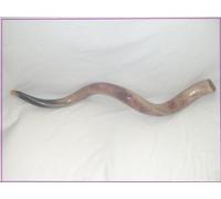 80-89 cm (31"-35") Kudu Yemenite HORN SHOFAR Kosher All polished New