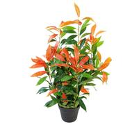 80cm Leaf Realistic Red Robin Artificial Ficus Tree / Plant Leaf Green One Size