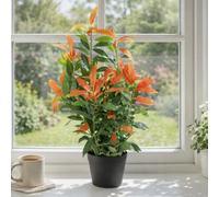 80Cm Leaf Realistic Red Robin Artificial Ficus Tree / Plant