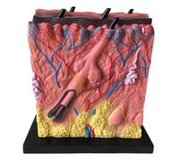 80X Skin Anatomy Model for Science Classroom Teaching and Display | Detailed skin model for effective learning and demonstration in classrooms.