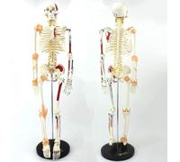 85Cm Human Anatomy Skeletal Models Human Anatomy Models Medical Anatomy Posters Medical Study Aids Anatomy Human Skeletal Models