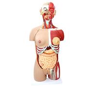 85Cm Human Body Anatomy Model Visceral Muscle Torso Anatomy Model Organ Specimen for Teaching Detachable 29 Parts