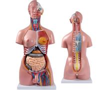 85cm Human Body Model Anatomy Torso, 34inLife Size Unisex Doll Medical Torso 23 Removable Parts Education Organs Model for Science Learning Study