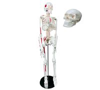 85cm Human Skeleton Model, 33.4 Inches Tall Life Size Anatomical Skeleton Replica with Spinal Nerves, Muscle Insertion and Origin Points