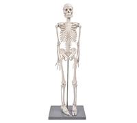 85cm Human Skeleton Model with Base, Ideal Anatomical Teaching Tool for Schools and Colleges, Comes with Stand and Flexible Arms and Legs, Made of Special Resin