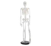 85cm Human Skeleton Model with Holder Stand for Anatomy Movable Arms Legs Detachable for Medical Lecture Lab Yoga Room for Medical Studies for with Muscles Nervous Life Size