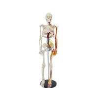 85CM Human Skeleton Model with Nerves and Vessels - PVC Anatomical Skeleton for Students, Educators & Research Study