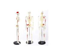 85cm Human Skeleton Model with Painted Muscles for Anatomy Learning 1pc