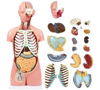 85cm Human Torso Anatomy Model Unisex Human Torso Anatomical Model for Medical and Science Education 19-Part Removable Human Torso Anatomical Model A