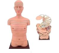 85CM Human Torso and Brain Cross-Section Model, Human Thoracic Model, Slice Horizontal Section Clear Anatomy Teaching Aids, 24th Floor in Total, for Medical Education Display