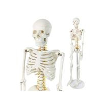 85cm Mini Human Skeleton Model with Nervous System