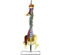 85cm Spine Colored Anatomical Model Detachable Coded Spinal