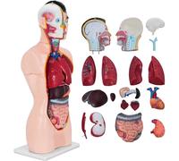85cm Torso Anatomy Model Male 19 Parts Human Anatomy Model,Human Torso Model Anatomical Structure of The Head, Neck and