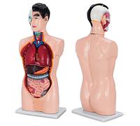 85Cm Torso Anatomy Model Male 19 Parts Human Anatomy Model PVC Material Human Torso Model Anatomical Structure of The He