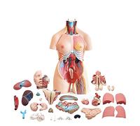 85CM Torso Model Anatomical Medical Human Internal Organs Model Internal Organs Anatomy Torso Model 23 Parts with Remova