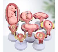 8Pcs Human Embryo Development Process Model, Pregnancy Fetus Development Process Model, High Simulation, PVC Material, Human Embryo/Fetus Development in Utero