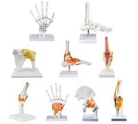 8Pcs Human Joint Model,1:1 Skeletal Model Skeleton Hand Elbow Wrist Ankle Bone Foot Shoulder Knee Hip Orthopedics for Medical Teaching Anatomical
