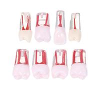 8pcs Sectional Tooth Model Resin Root Canal Training Model