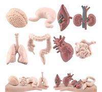 8Pcs/Set Haunted House Props,Human Organ Model Simulated Human Body Model Includes Brain, Liver, Stomach and More, Realistic Human Anatomy Model for Education, Halloween Props