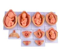 9 Month Fetal Development Model, 10 Pcs Life-Size Anatomical Embryo Teaching Tools for Human Pregnancy Study and Medical Education