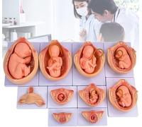 9 Month Fetal Development Process Model, 10 Pieces/Set Pregnancy Embryonic, 1:1 Size, Segmented Display, For Medical Education Study