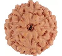 9 Mukhi Indonesian Rudraksha Java Original Nine Face Rudraksh Bead Energized (15mm-17mm)