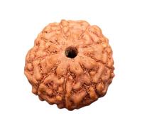 9 Mukhi Rudraksha Beads from Nepal - Lab Certified Nine Face Rudraksha for Spiritual Growth, Energy & Protection - Original Nepali Rudraksha for Chakra & Meditation