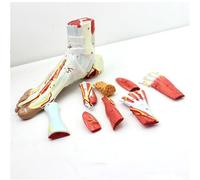 9 Part Foot Muscle Anatomy Model Human Foot Anatomical Model Detachable Muscles and Neurovascular Plantar Anatomical Foot Skeleton Model with Ligaments MusclesNerves and Arteries
