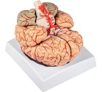 9-Part Human Brain Model Anatomy with Labels & Display Base, Life Size Color-Coded Anatomical Brain for Science Classroom Medical Teaching