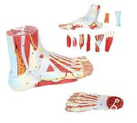 9-Part Model Human Foot Anatomy Model Foot with Muscles Ligaments Nerves Arteries 9 Removable And Numbered Parts Show In