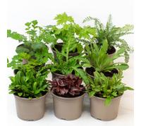 9 X Alpine & Perennial Mix In 10.5Cm Nursery Pots