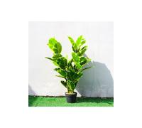 90cm Artificial Faux Ficus Elastica with Yellow-Edged Leaves for Home & Office Living and Home Green One Size