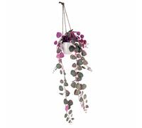 90cm Artificial Potted Trailing Hanging Pink Plant Realistic - String of Hearts Leaf Green One Size