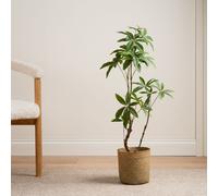 90cm Real Touch Mexican Fortune Tree Scottish Everlastings Ltd Green One Size