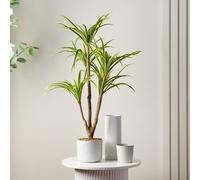 90cm Real Touch Yucca in White Speckled Plastic Pot Scottish Everlastings Ltd Green One Size
