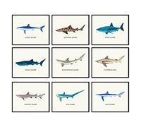 97 Decor shark Poster - Whale and Shark Decor for Boys Room, Sea Life Pictures Wall Art, Vintage Knowledge Prints, Sea Creature Nursery Artwork for Kids Bedroom