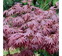 (9CM) Acer Palmatum 'Atropurpureum' | Japanese Maple Deciduous Garden Plant In Pot