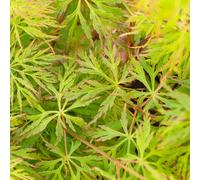 (9CM) Acer Palmatum Dissectum 'Emerald Lace' | Japanese Maple Deciduous Tree In Pot